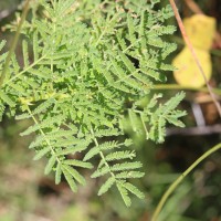 Vachellia planifrons (Wight & Arn.) Ragup., Seigler, Ebinger & Maslin